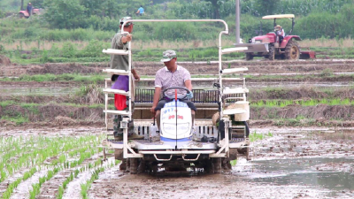 南漳：农技专家指导农民插秧　降低旱灾损失