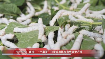 南漳新闻丨南漳：“小桑蚕”打造成农民脱贫致富大产业