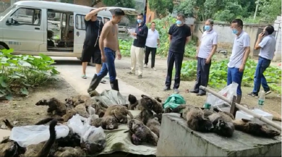 武安镇财政所积极推进陆生野生动物养殖退出处置工作