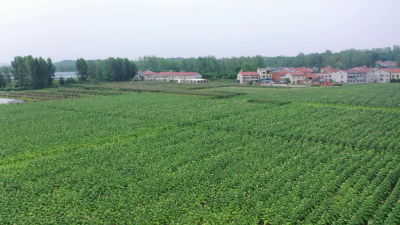 县农技人员指导烟农生产自救