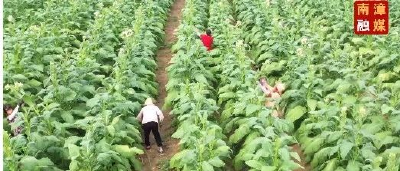 南漳：493户烟农户平可收入7万元，致富有奔头！