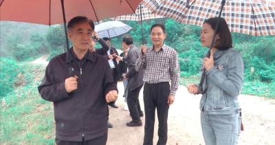 市扶贫开发协会会长万桃元到我县察看山桐子产业发展情况