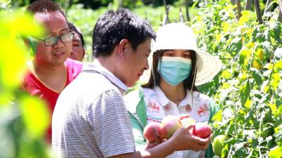 【决胜脱贫】湖北南漳：高山蔬菜——村民的“绿色银行”