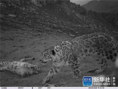 青海东部祁连山最东端首次拍到雪豹母子玩耍嬉戏影像