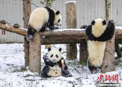 四川卧龙大熊猫雪中撒欢呆萌可爱
