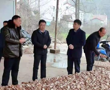 县领导到肖堰镇调研