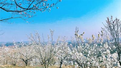 春天来啦！南漳万亩樱桃花竞相绽放