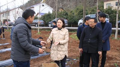 全县春季茶苗移栽现场会暨茶产业发展会议召开