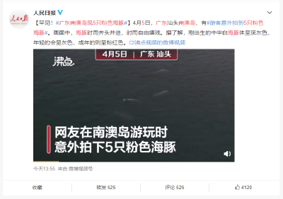 罕见！潮汕海域现5只粉海豚，时而齐头并进时而自由嬉戏