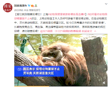 请勿随意投喂！上海动物园猩猩被游客喂出高血糖
