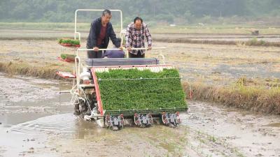 现代化农机掀起水稻生产热潮