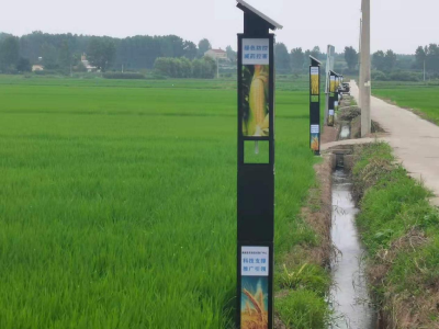 县农技中心推广绿色防控技术治“害虫”