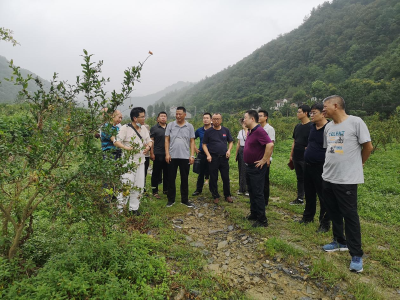 【媒体看南漳】襄阳市自然资源和规划局帮助东园村重建石榴园