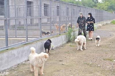 【热点关注】她给流浪猫狗提供了临时庇护所 宜昌爱心女呼吁更多人保护小动物