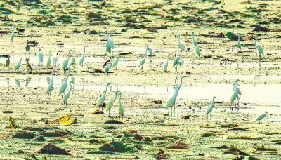 【热点关注】数百只白鹭栖息鄂州三山湖