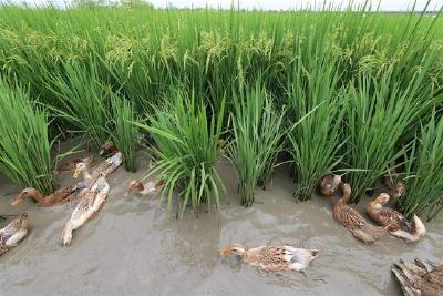 【热点关注】稻鸭共作育出8000“生态管理员”
