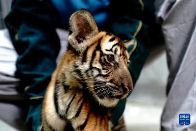 【热点关注】上海动物园：华南虎“上户口”