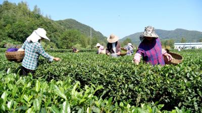 漫山遍野的茶叶子 变成振兴乡村的“金叶子”