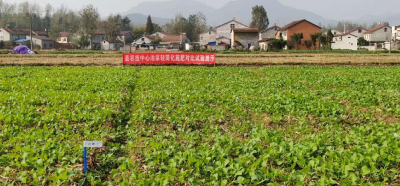 南漳县农业技术推广中心：多措并举推动油菜产业链增效增值