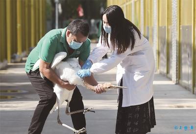  【热点关注】秋寒天武汉动物园好热闹 鸟儿们“排队”打疫苗