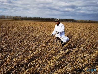【热点关注】黑龙江大豆育种新突破！5个试验品种平均亩产超570斤