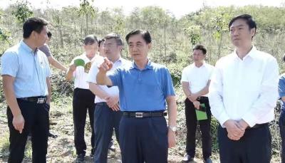 万桃元到我县调研山桐子产业发展情况
