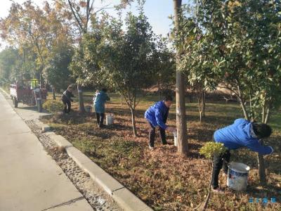 南漳县河道堤防管理局刷白养护河堤树木