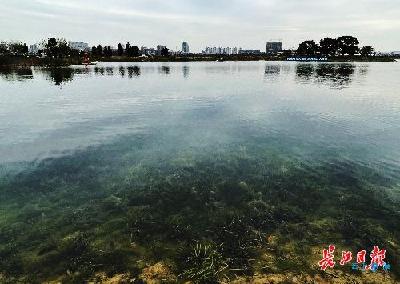 【热点关注】一场截污“手术”后，武汉红旗湖将现1.37平方公里生态湿地