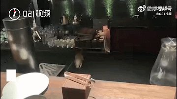 上海一五星级酒店被曝老鼠爬上餐桌！酒店回应