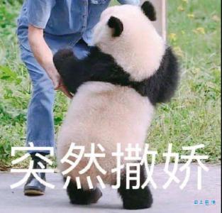 什么？！有人给上海动物园马来熊投喂喜茶？