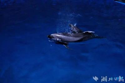 【热点关注】2022年国内首只宽吻小海豚在武汉顺利诞生