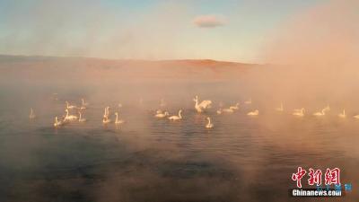 青海湖畔大天鹅集体“泡汤” 画面唯美