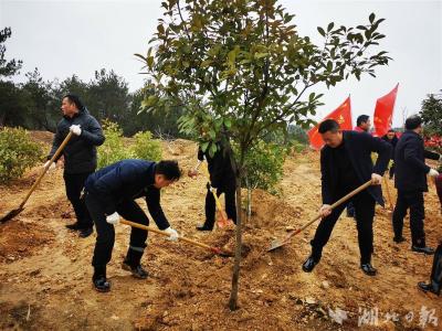  【热点关注】武汉黄陂区今年计划植树150万株