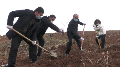 武安镇：开展造林绿化 助推乡村振兴