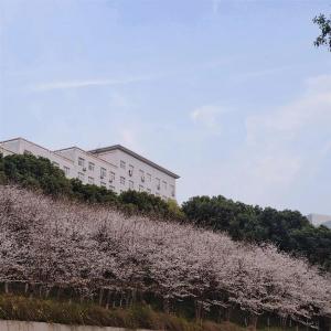  【热点关注】江夏这所高校，千余株樱花成为校园一景