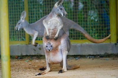  【热点关注】牛年第一只！武汉动物园袋鼠宝宝出袋啦！袋鼠妈妈之强悍超出你想象