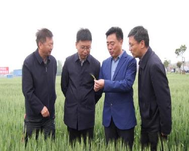 全国小麦穗期重大病虫害防控工作视频会召开