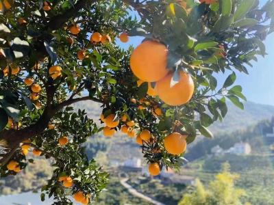【热点关注】兴山柑橘迈入3.0发展时代