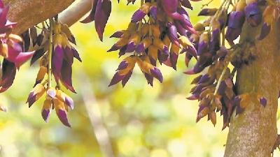 【热点关注】颜色紫红状如鸟雀 武穴5000亩野生禾雀花受追捧