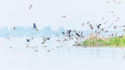  【热点关注】长湖迎来热闹的鸟类繁殖季