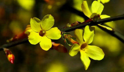 【热点关注】这6种小黄花，谁才是真正的迎春？
