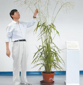 【热点关注】开辟水稻育种新途径（科技视点·种业科技自立自强②）