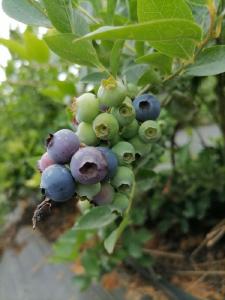【热点关注】蓝莓熟了，去新洲李集采摘“酸甜的初夏”