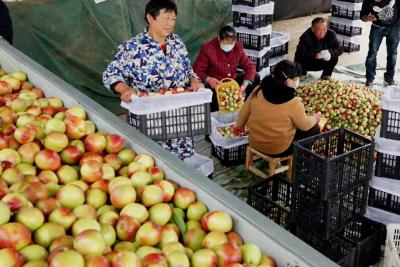 【热点关注】湖北枣阳：油桃抢鲜上市成为果农增收“金果果”