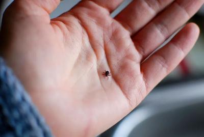 小虫子大危险 专家提醒被它叮咬或危及生命！