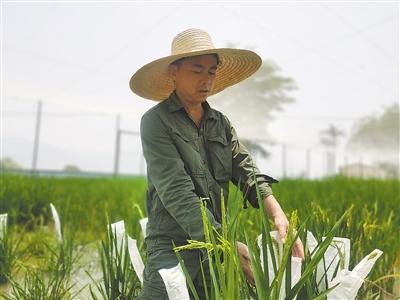 【热点关注】为水稻育种提供优良基因（科技视点·种业科技自立自强⑥）