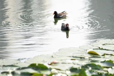 【热点关注】水草+鱼生态治湖，鸟类筑巢宝岛公园