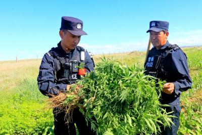 【热点关注】移民管理警察铲除野生大麻2000余株