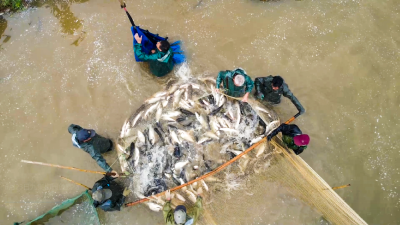 南漳：鱼跃人欢丰收忙