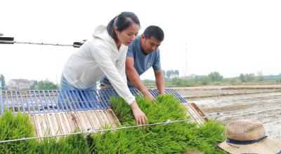 南漳：机械助力精准插秧 千亩稻田穿绿装